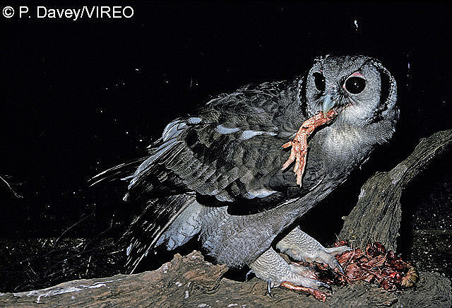 Verreaux's Eagle-Owl d07-11-013.jpg